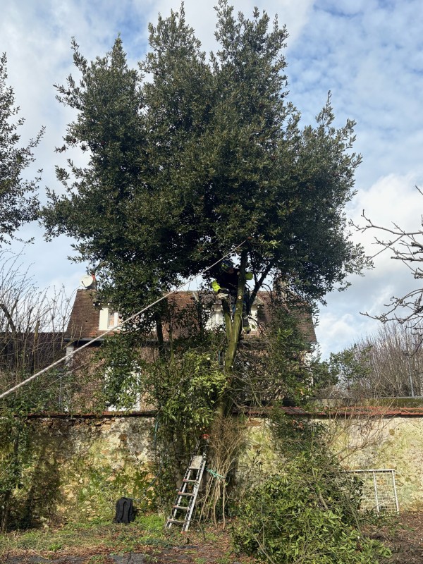 Élagage d’un laurier sauce à Melun, Seine et Marne (77)