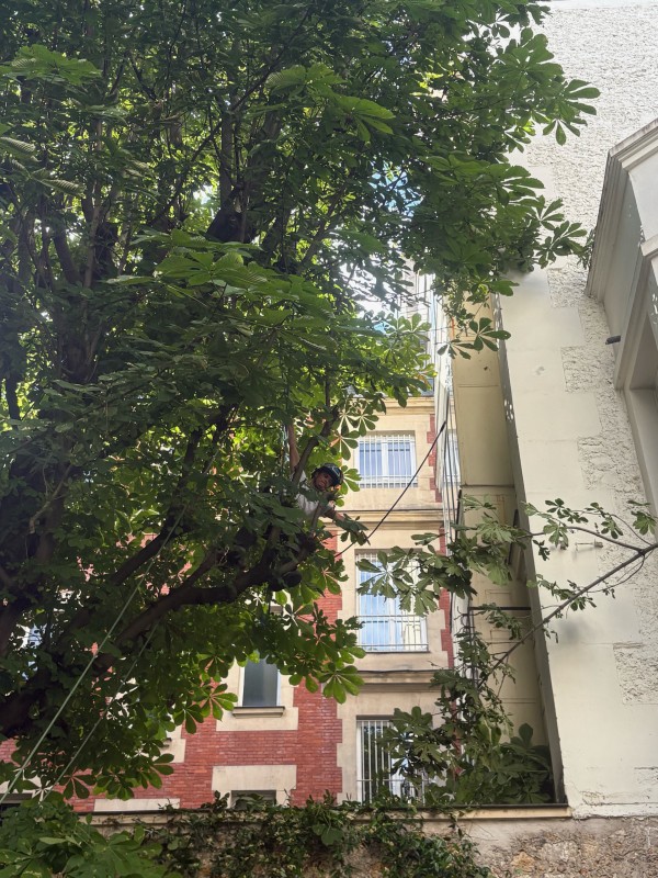 Élagage de branches d’un arbre qui touchait l’immeuble voisin à Paris (75)