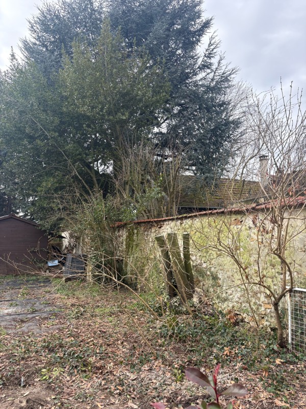 Élagage d’un laurier sauce à Melun, Seine et Marne (77)